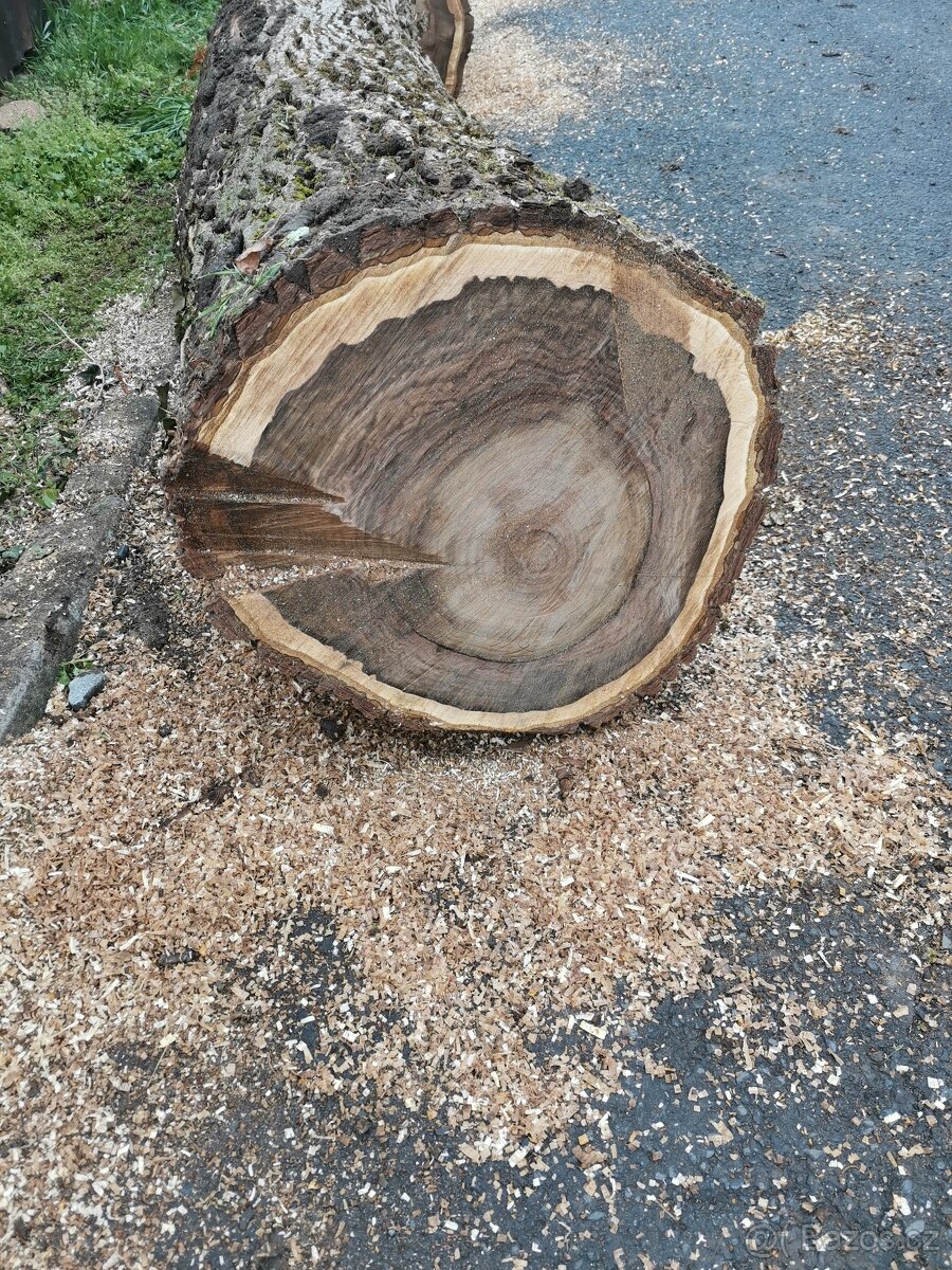 Koupím kmen Ořechu, Jilmu - 2