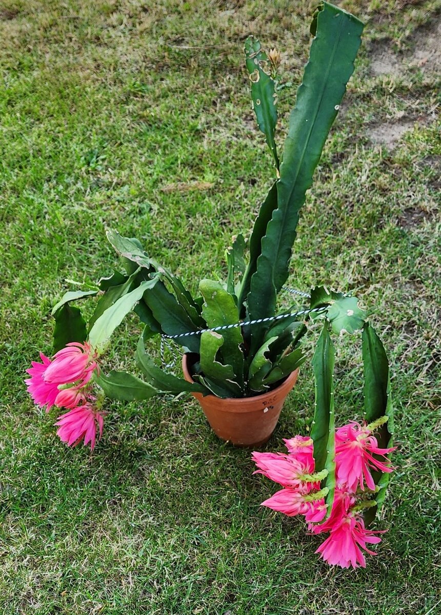 Prodám fylokaktusy - 2