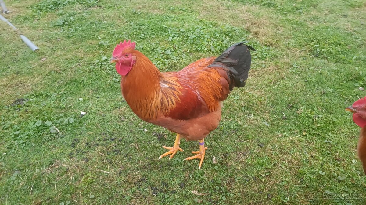 Prodám slepičky a kohouty - 2