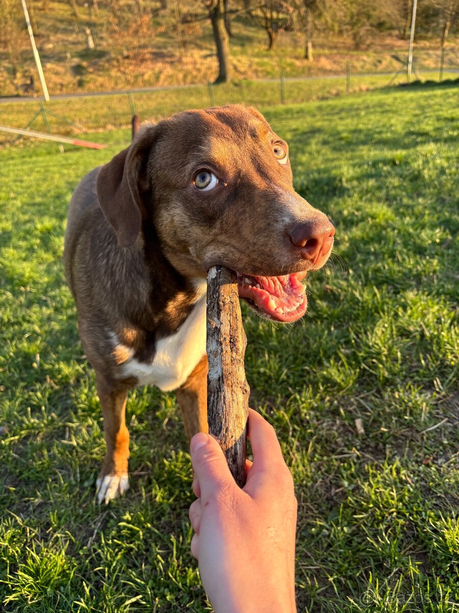 Daruji rok staré štěně křížence Catahouli x Pittbula - 2