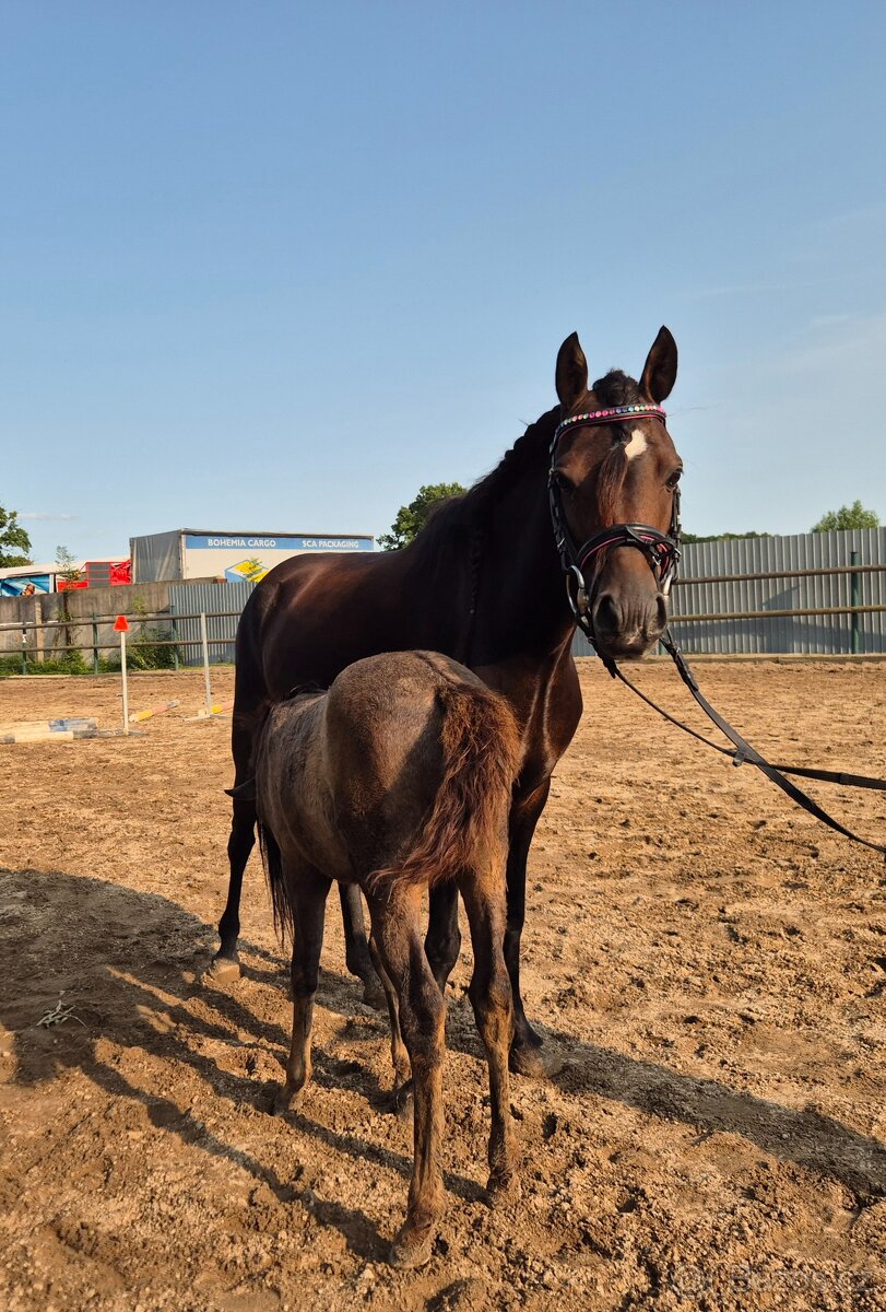 Klisna 6let welsh pony B ukončení JK - 2