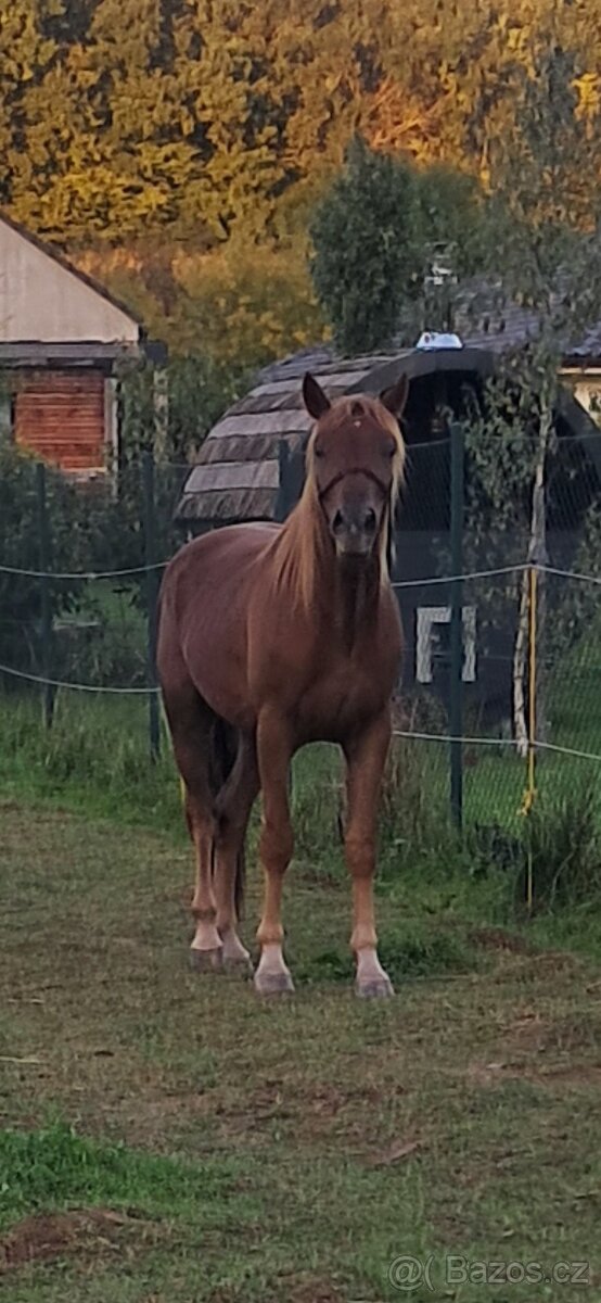 Prodám 2,5 letý valach - 2