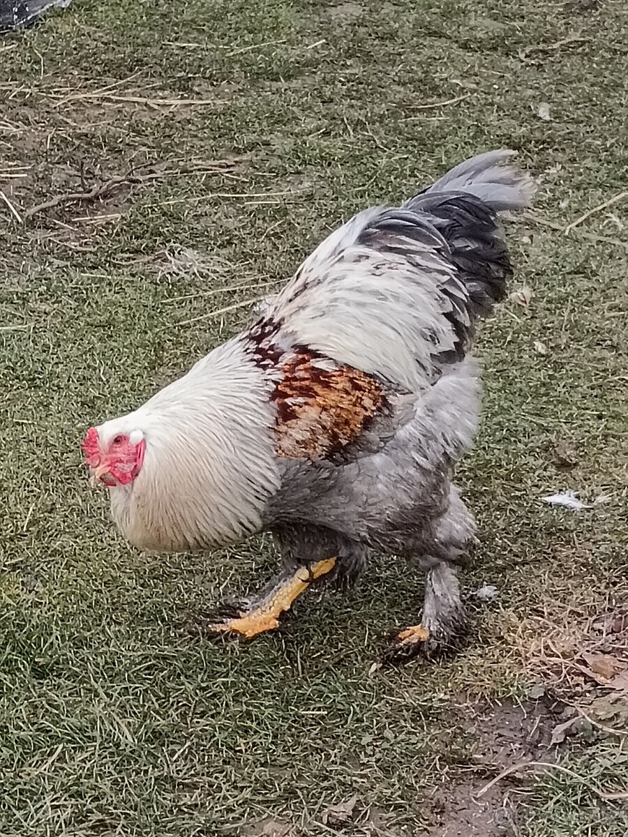 Brahmanky Kohout - 2