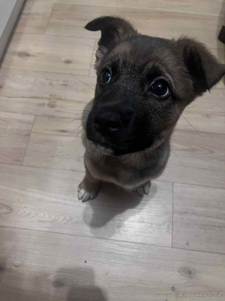 Pejsek Stromeček - 2