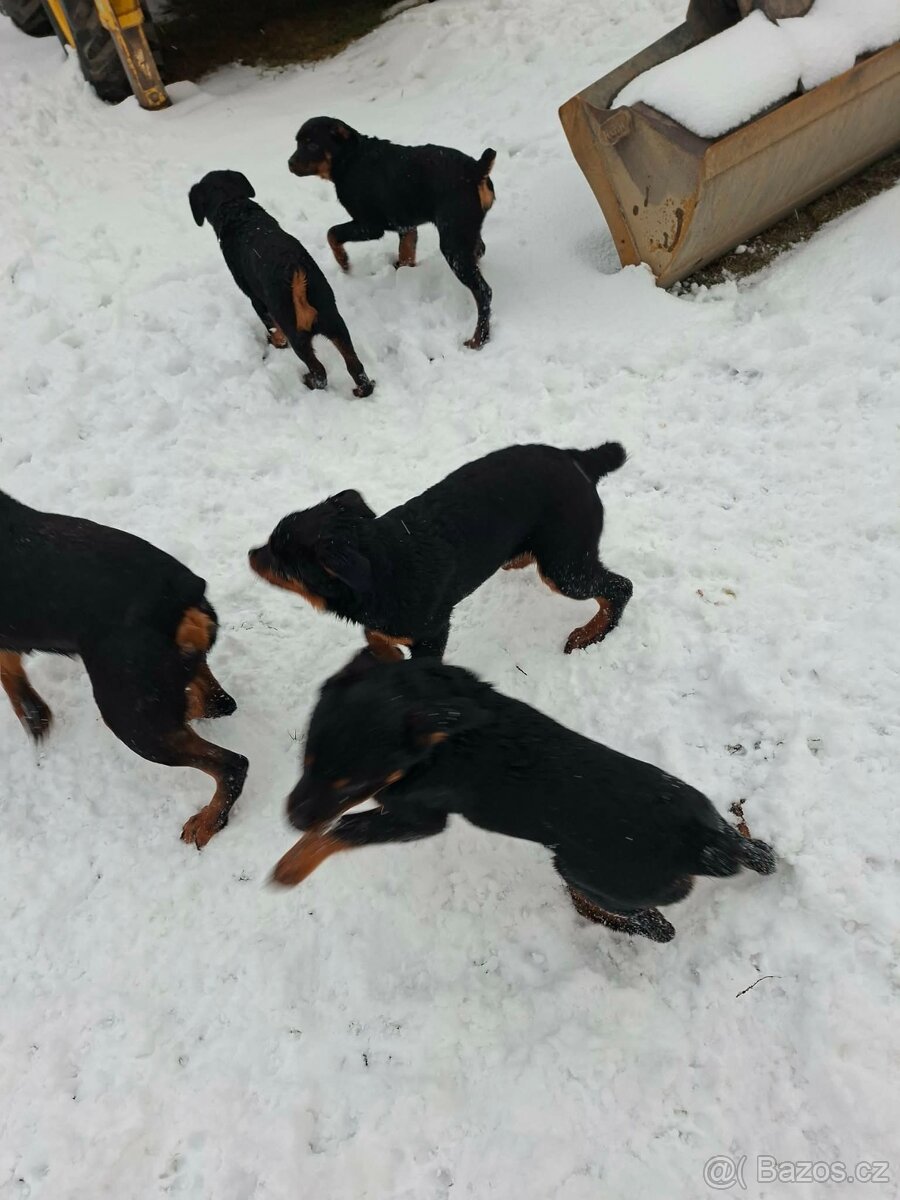 Prodám štěňátka Rotvajlera bez PP - 2