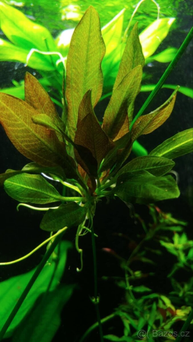 Rostlin od Terčovců že 30.st bez hnojiv a co2 - 2