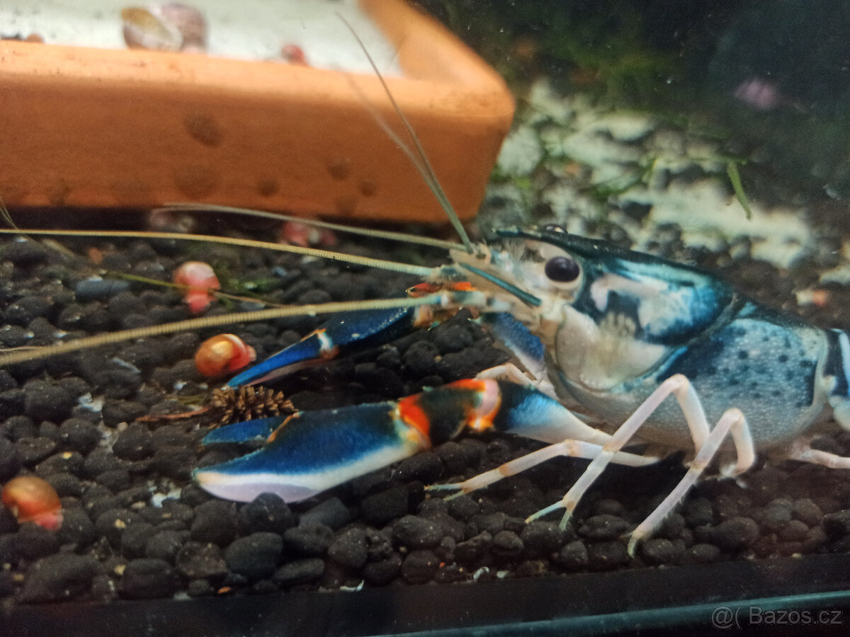 Cherax Peacock - 2