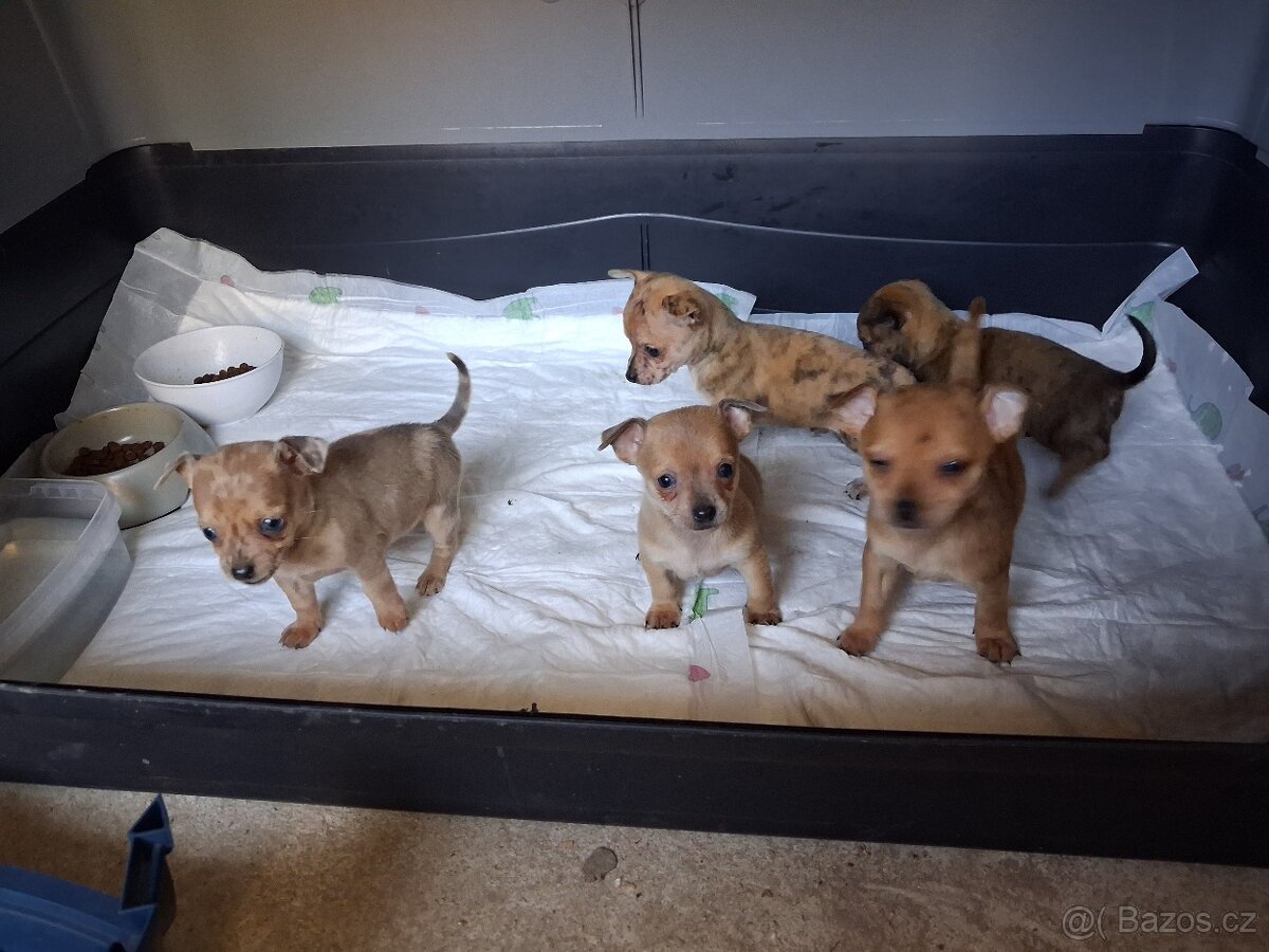 Štěňata čivavy - 2