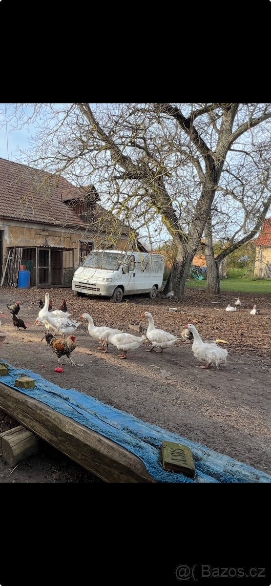 Svatomartinské husy - 2