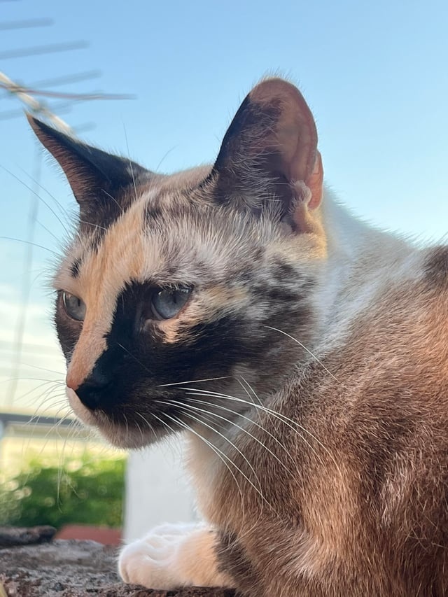 Daruji colorpoint kočičky - 2