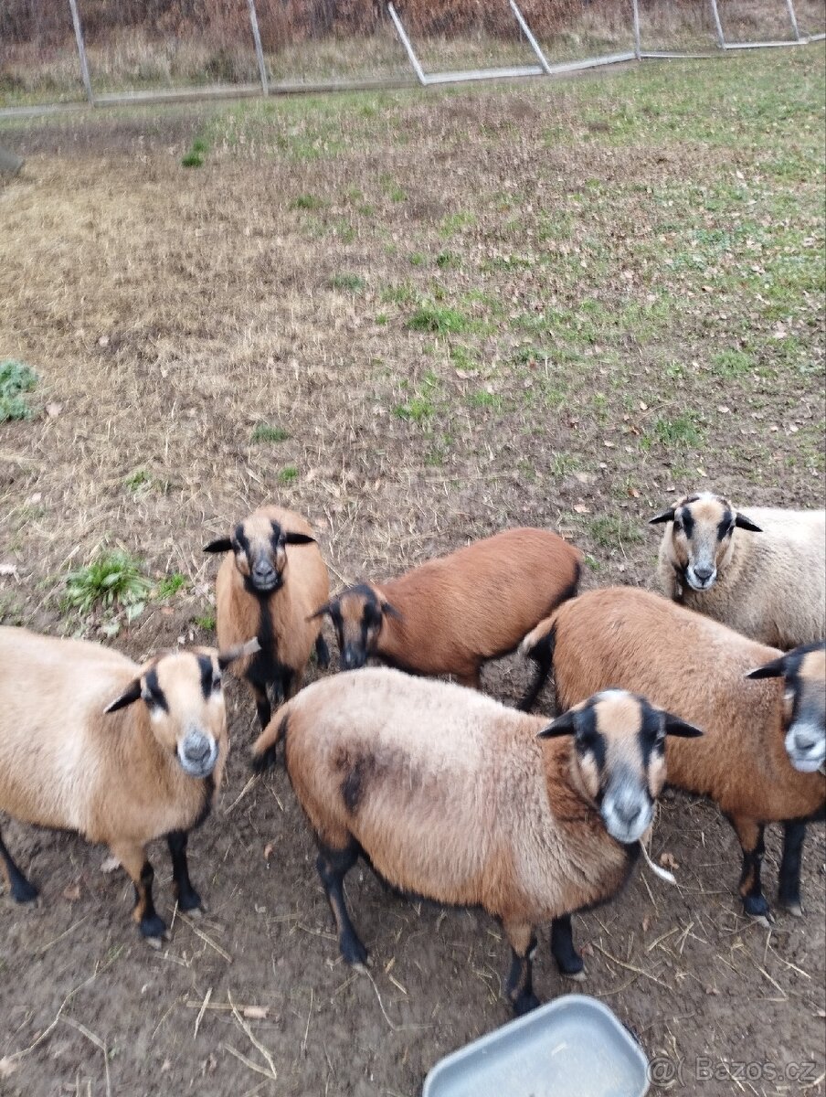 Kamerunské ovce - 2