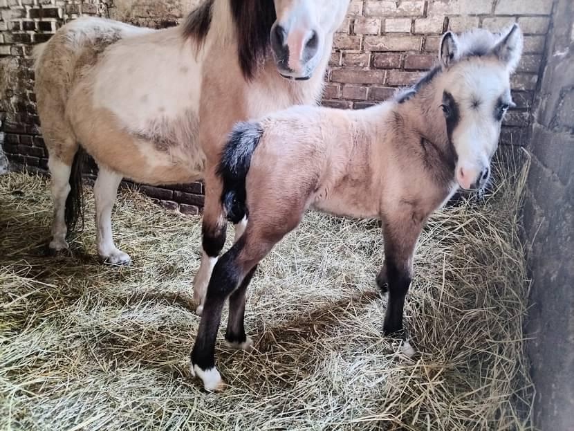 Plemenný hřebec wmp - 2