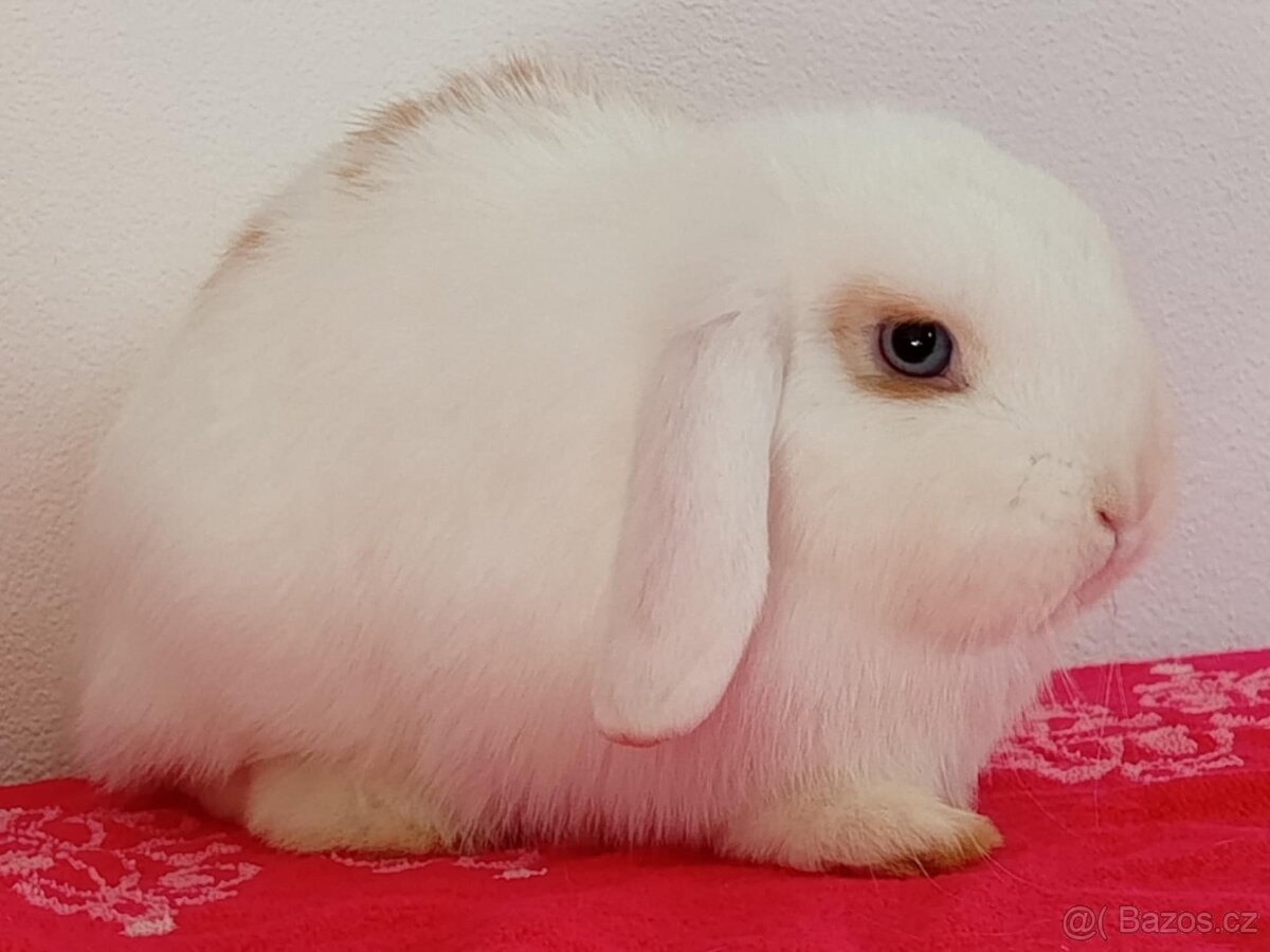 Samička Zakrslý Beránek MiniLop ❤️🍀 - 2