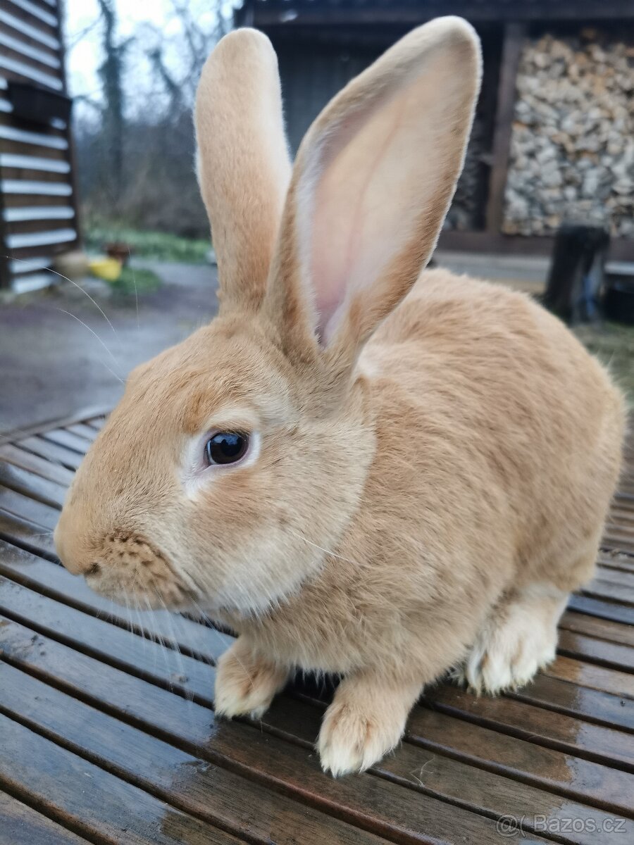 Burgundský králík - 2