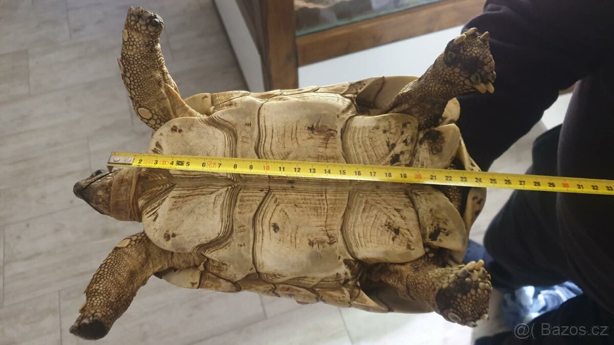 Suchozemské pardálí želvy - 2