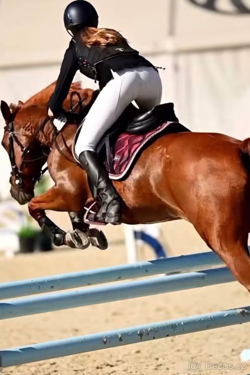 Pony klisna kategorie B - 2