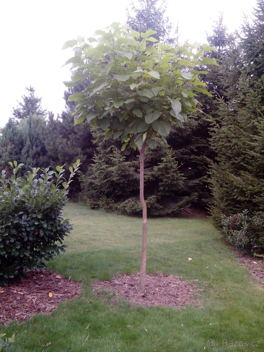 Catalpa stromky 140 až 230 cm - 2