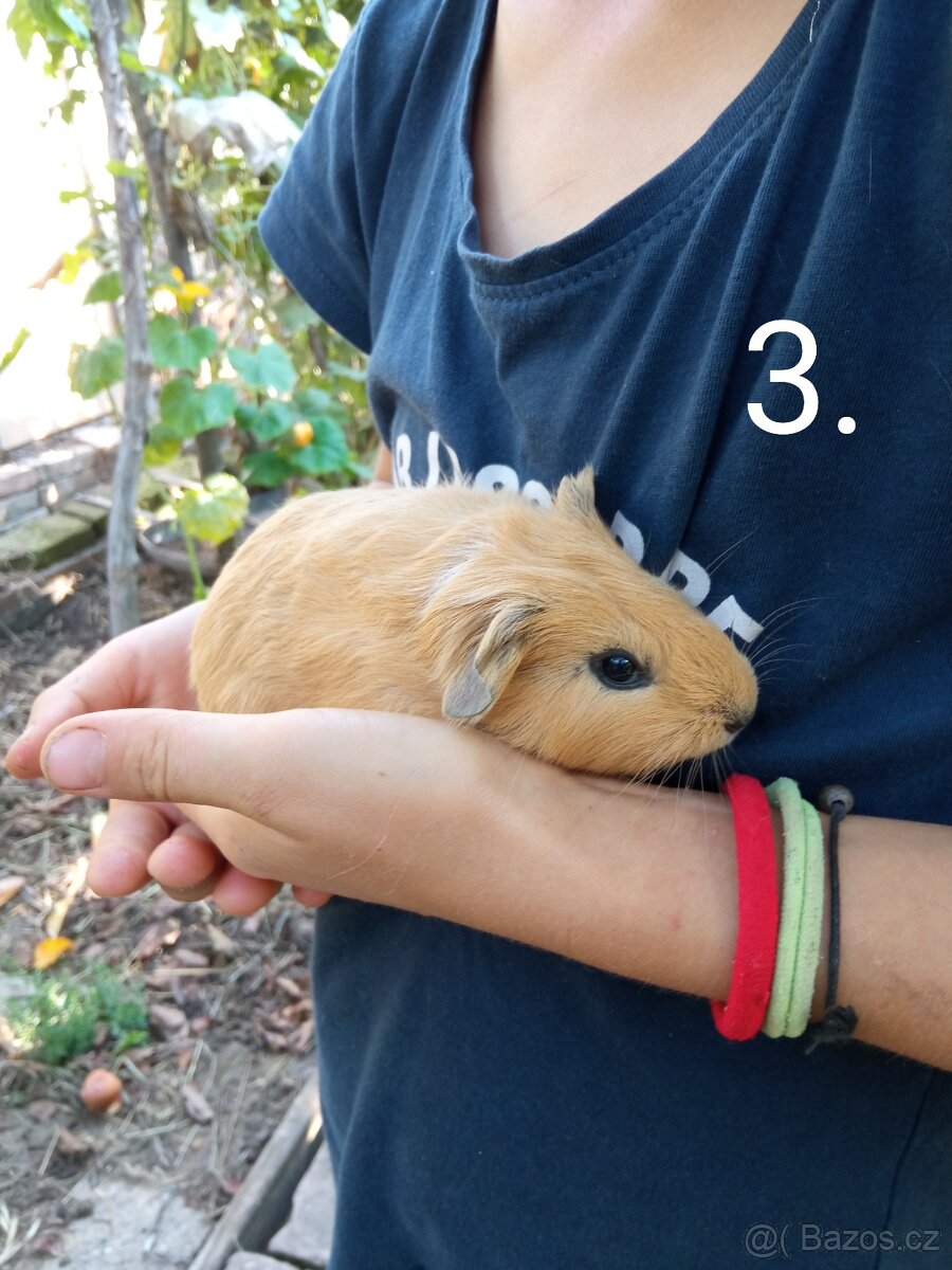 cuy- samičky - 2