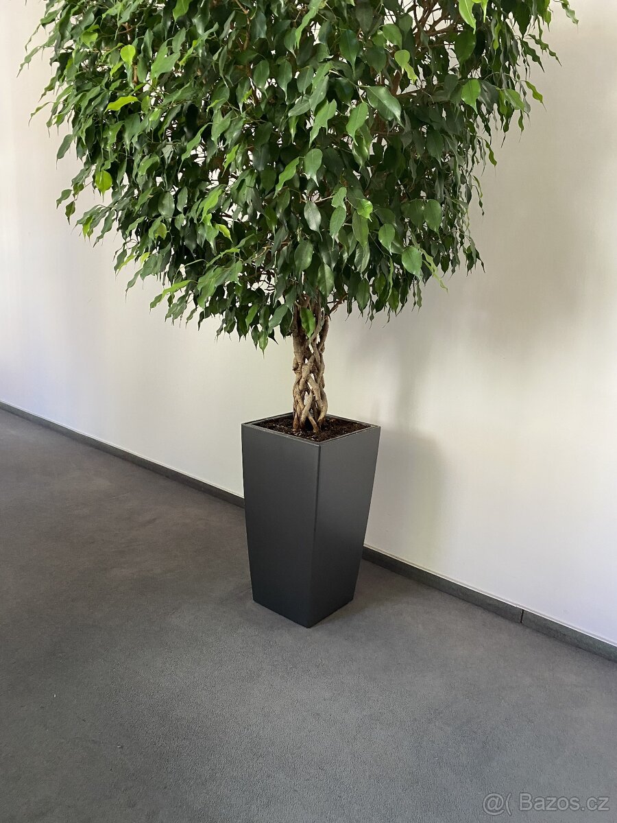 Květináč velký PC 2500,- - 2