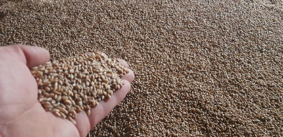 Prodám pšenici - 2