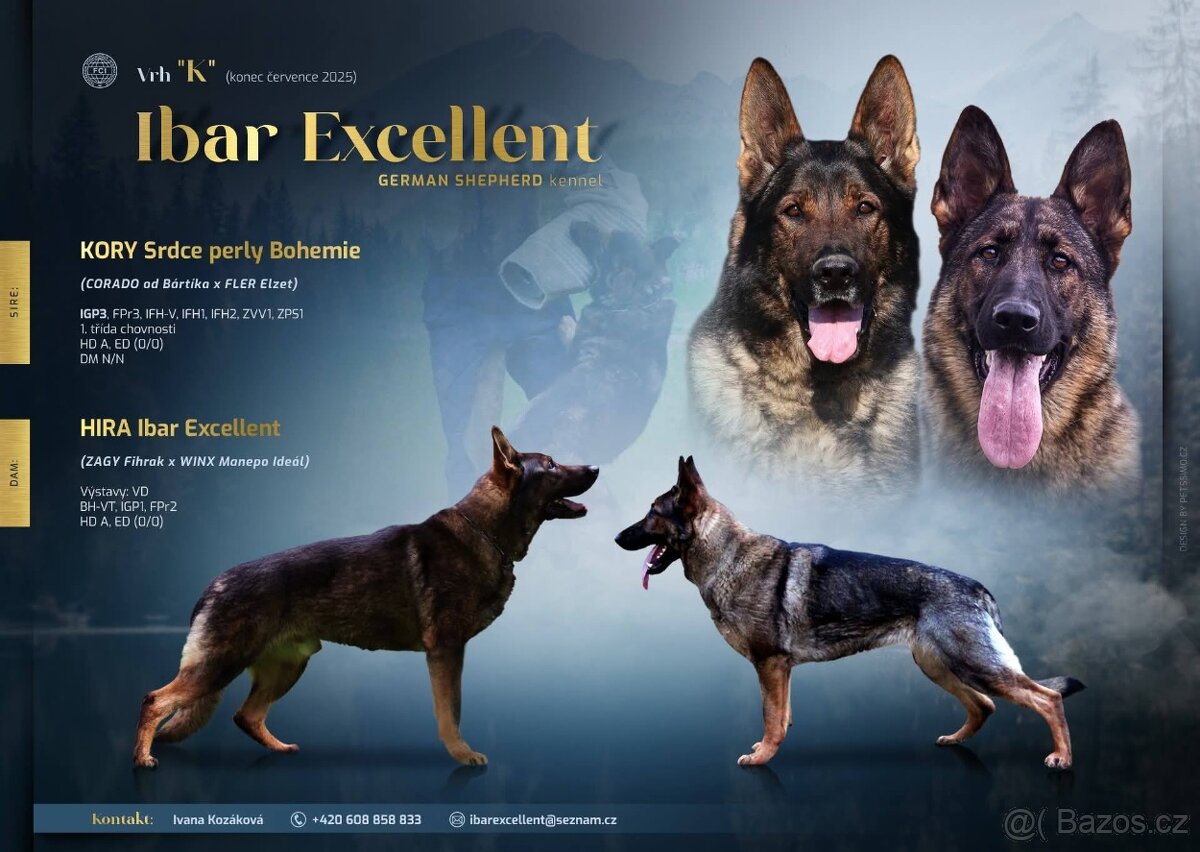 Německý ovčák s PP - 2