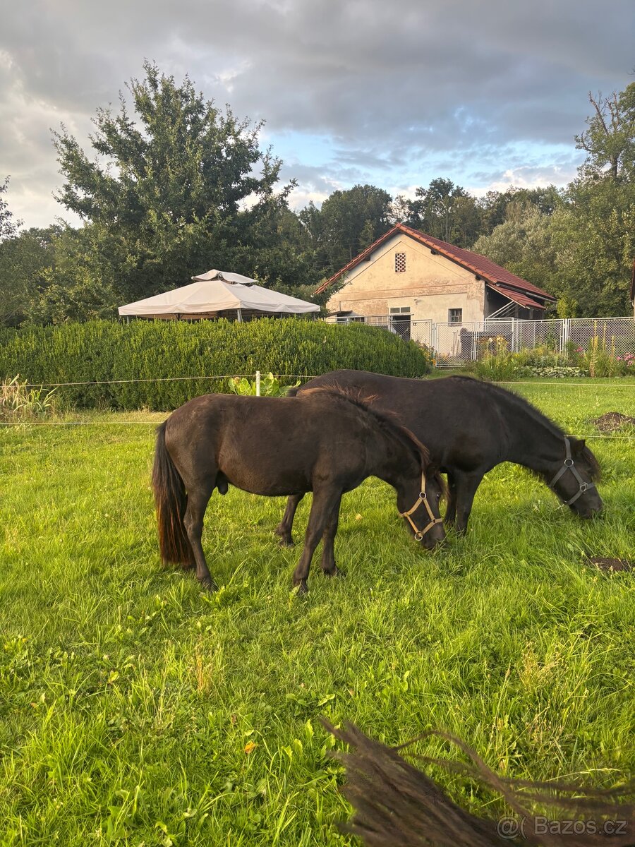 Shetlandský pony - 2