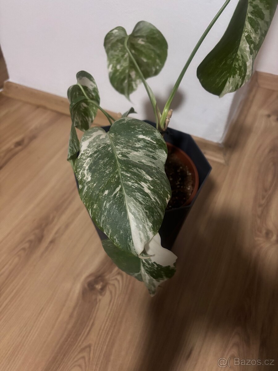 Pokojové rostliny - 2