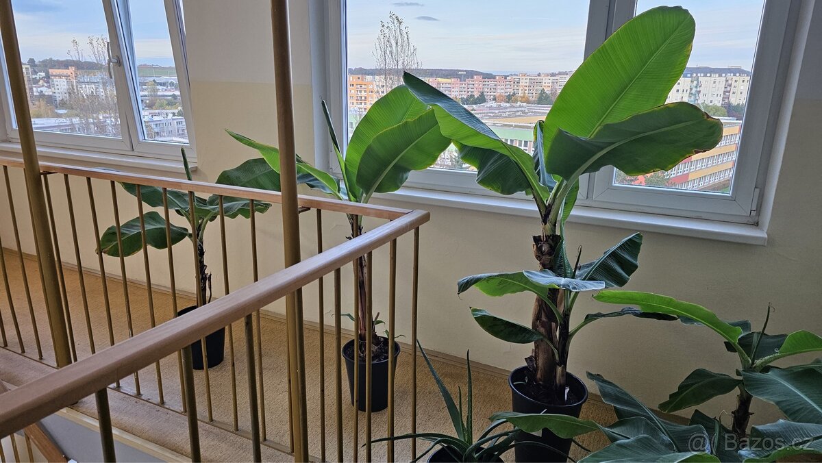 Prodej Banánovníků, Kapradí a Aloe Vera - 2