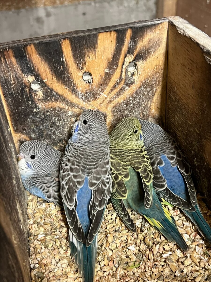 Andulky - na ochočení. - 2