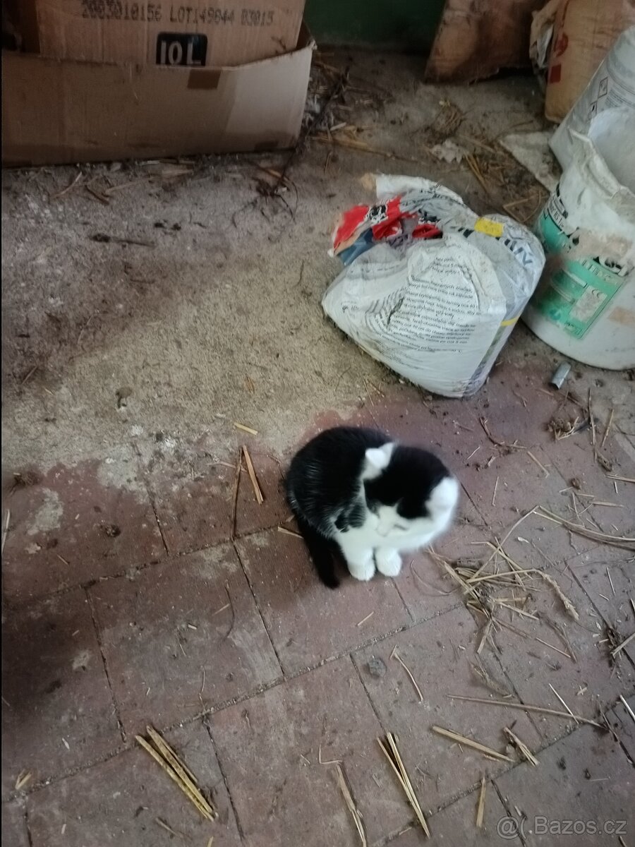 Koťata - 2