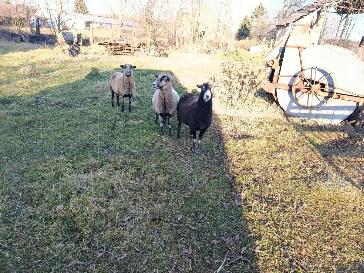 Ovce kamerunská - 2