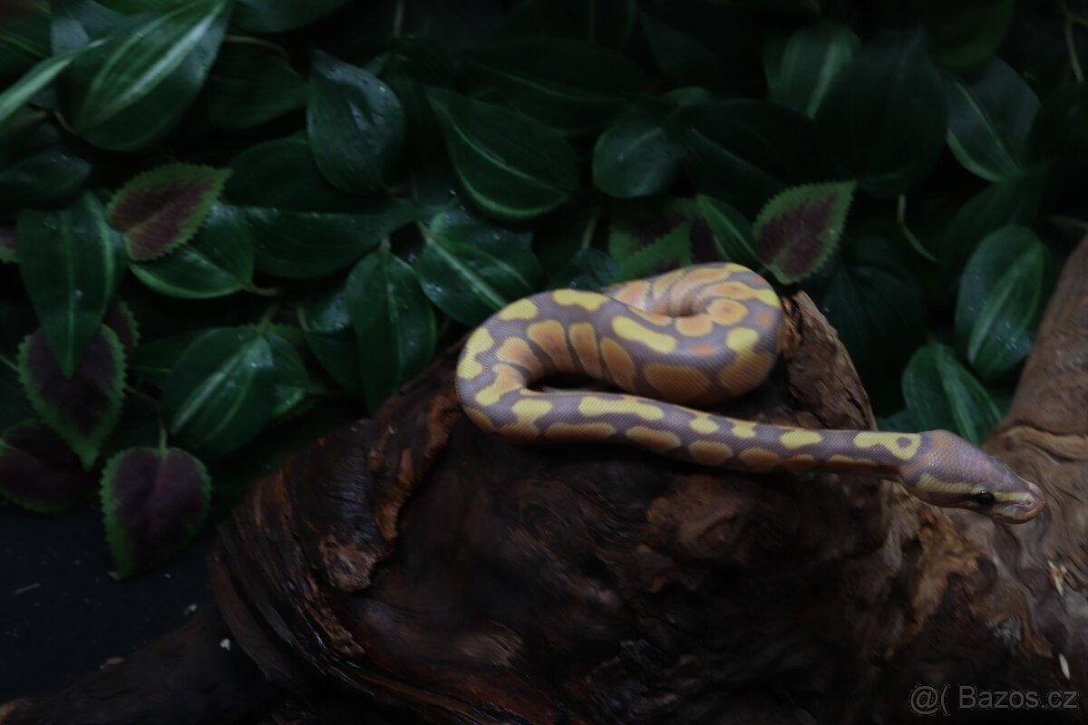 Krajta královská - samice - Banana - 2