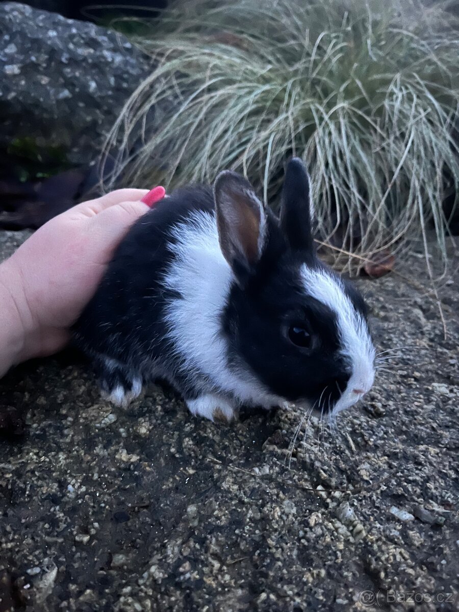 Zakrslý králík - kluk 🩵🐇 - 2