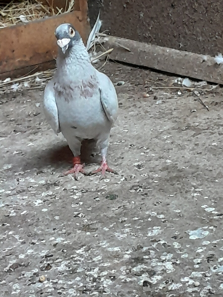 Koupím holubici pošťáka . - 2