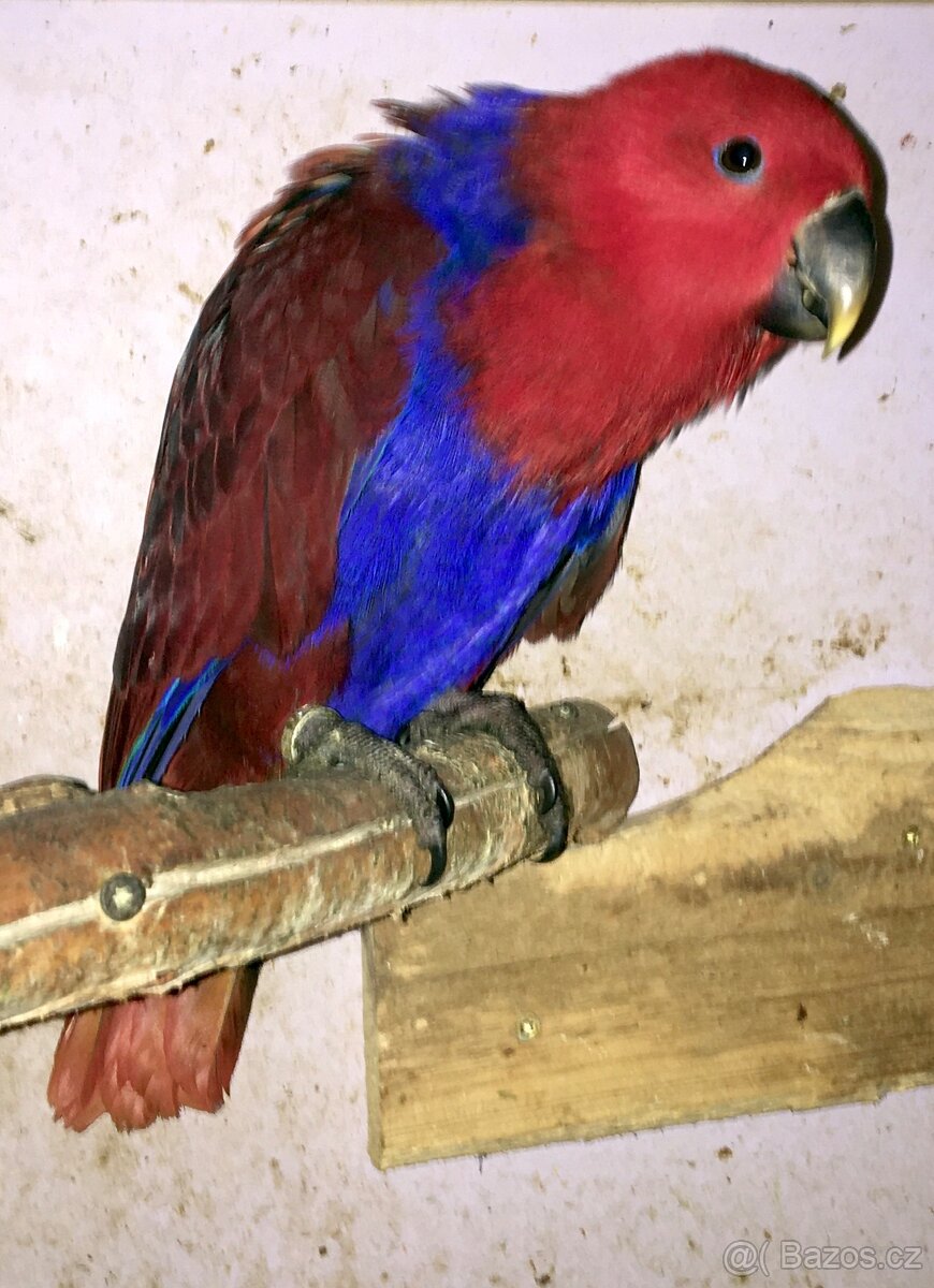 Eklektus polychloros - 2