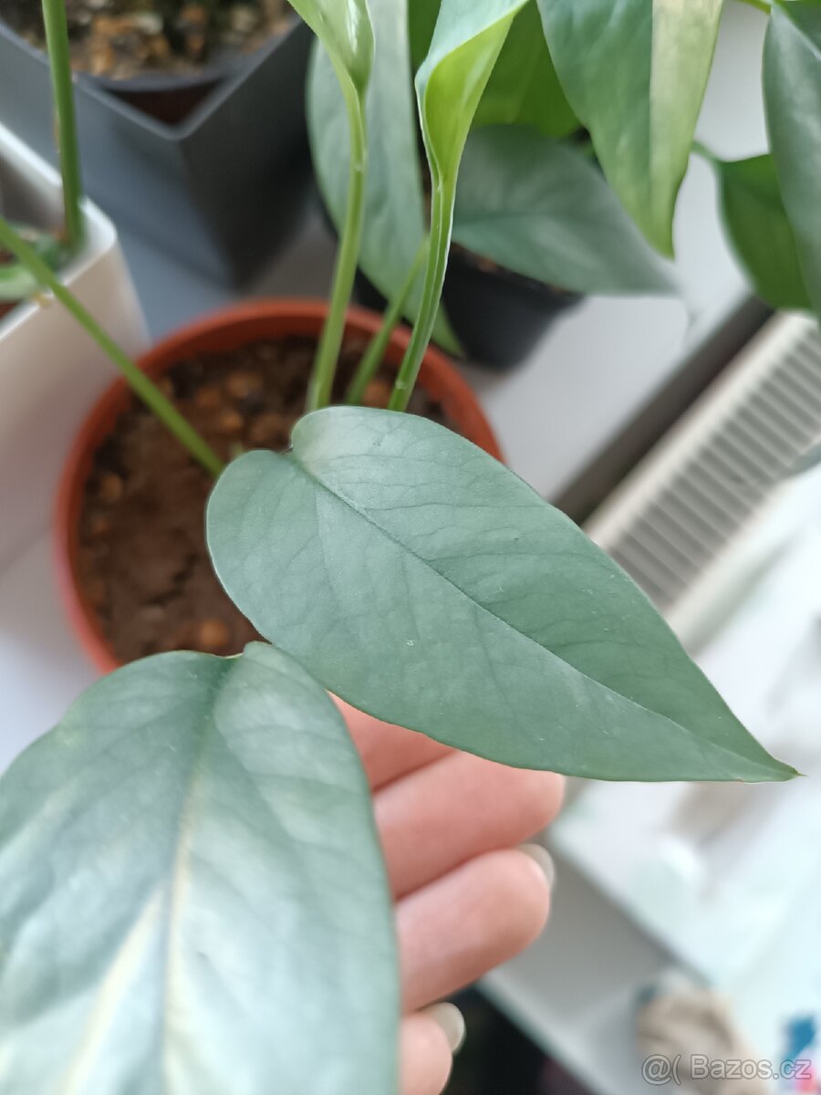 Epipremnun Cube blue - 2