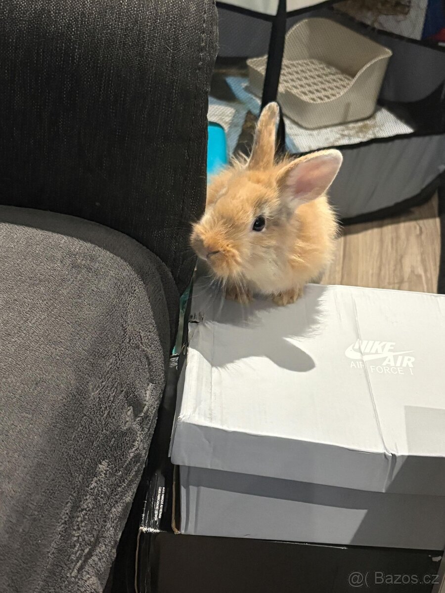 Daruji králíka - 2
