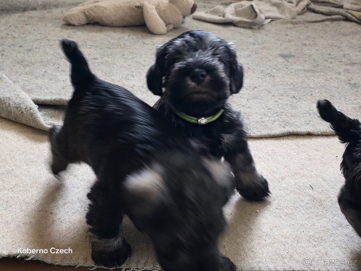 Knírač malý pepř a sůl s PP - 2