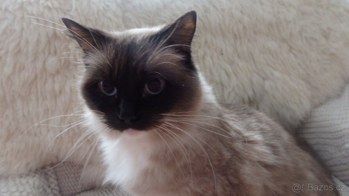 ragdoll,radgoll dospelé mačky na predaj - 2