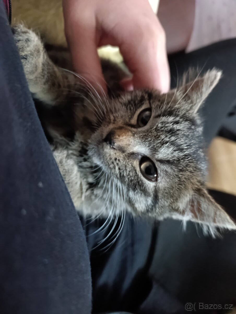 Daruji kotě - 2