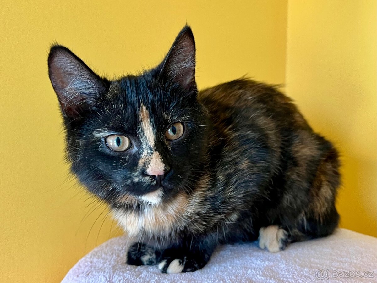 Mainská křížená koťátka - 2