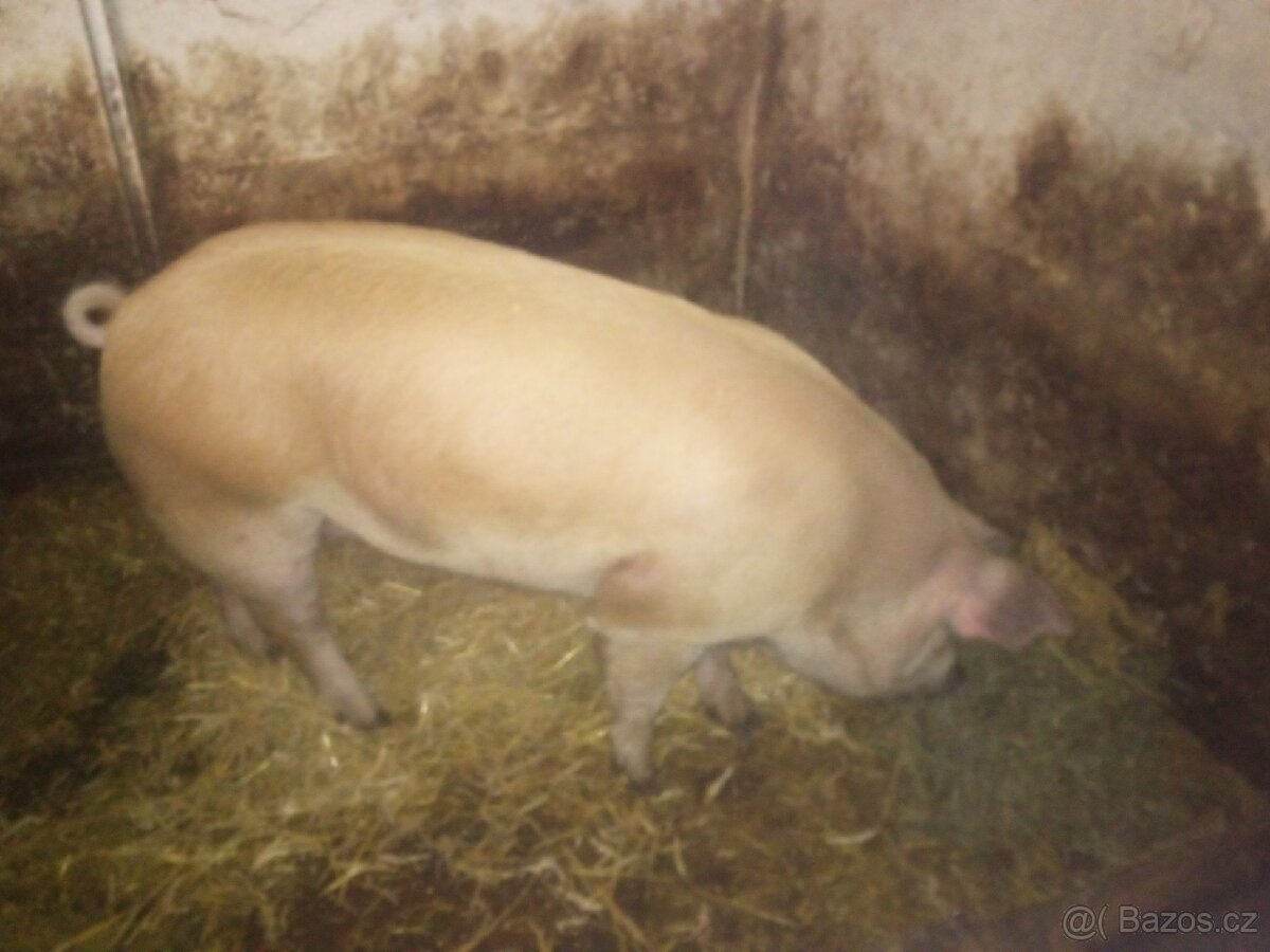Prodám prase - 2
