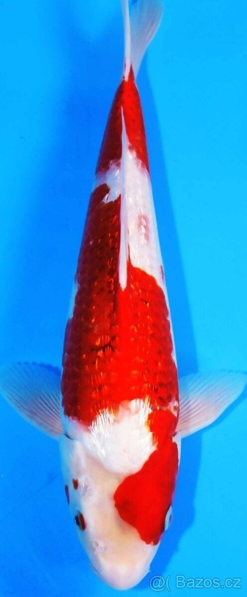 KOI KAPR originál Import , 12-70cm - 2