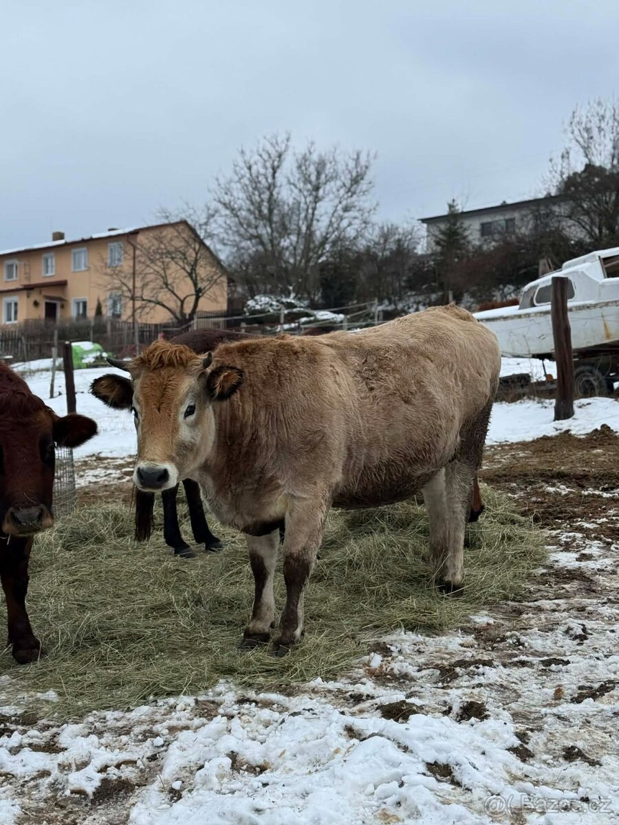 Prodám krávu a jalovici - 2