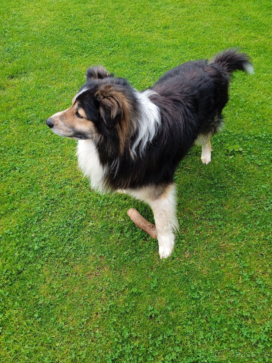 pejsek Border kolie ke krytí - 2