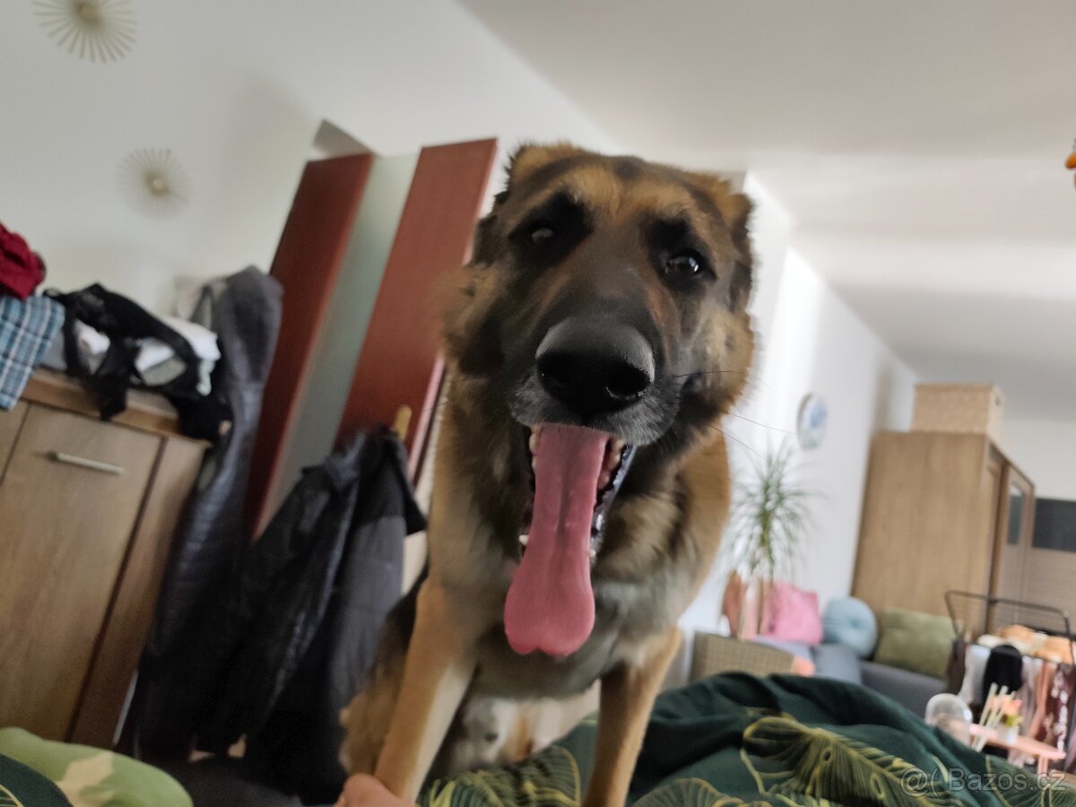 Německý ovčák Bert - 2