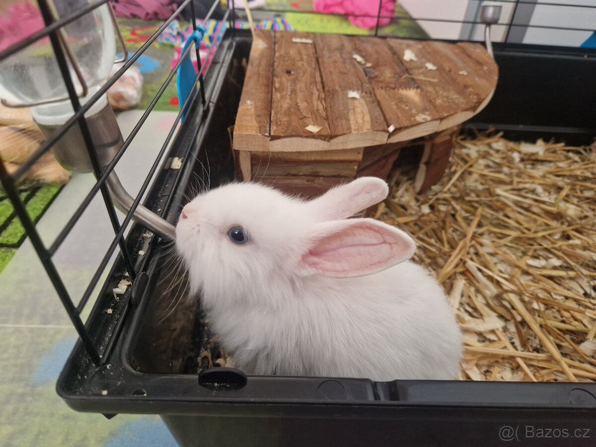 Daruji zakrslé kraliky - 2