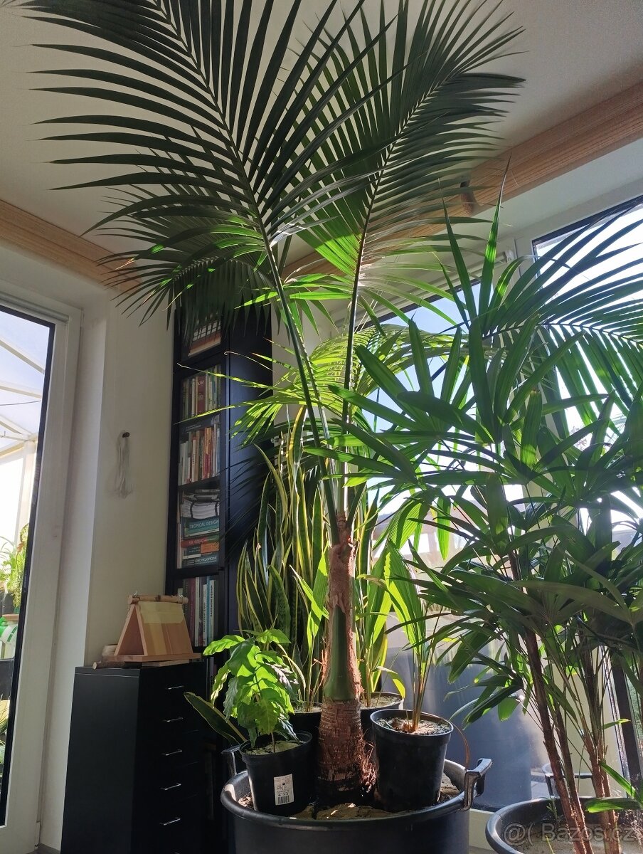 Palma Howea forsteriana, Kentia, - 2