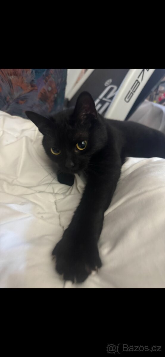 Daruji 3 letého kocourka - 2