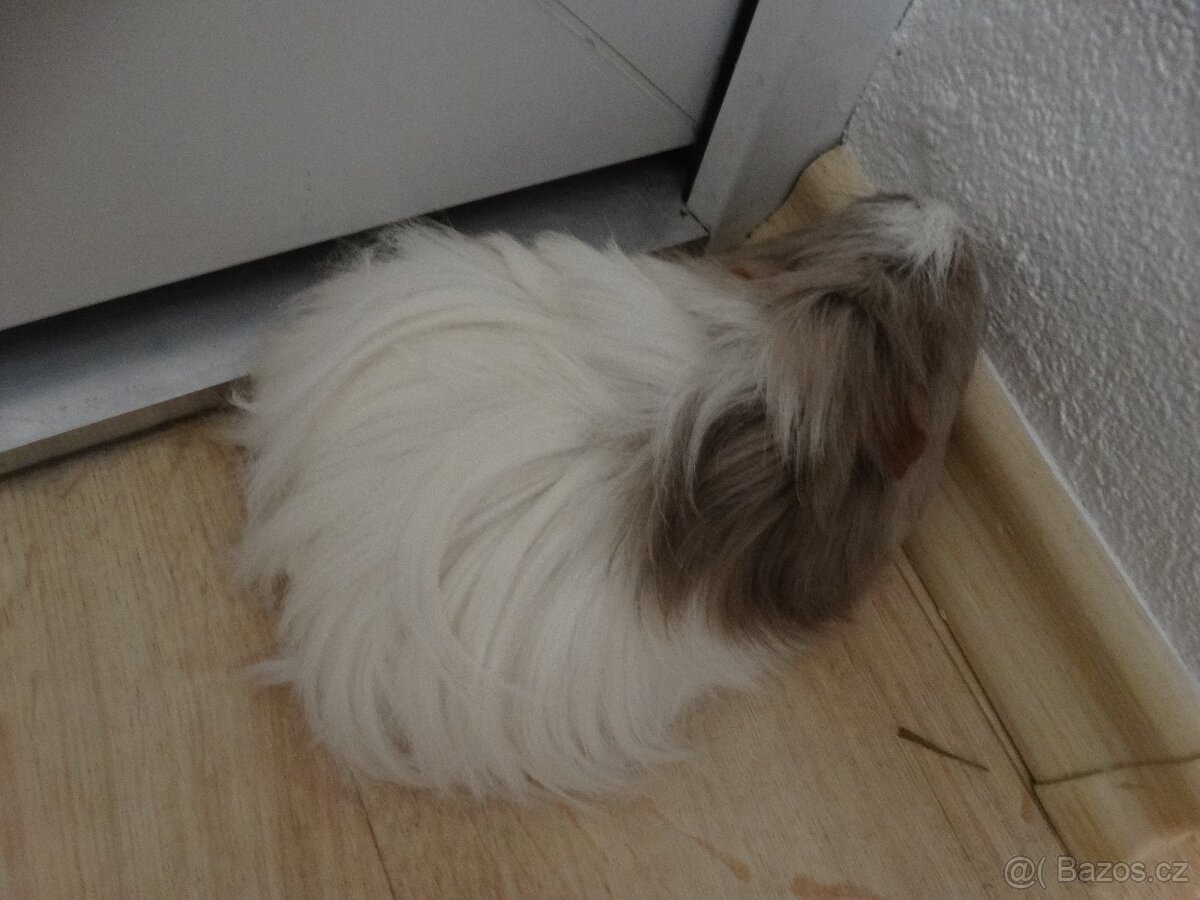 Dlouhosrsté morče, sameček na mazlíka - 2